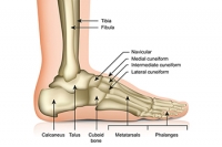 Parts of the Foot
